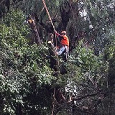 Safety Arbor Pros crew member climbing an Aleppo pine during trimming