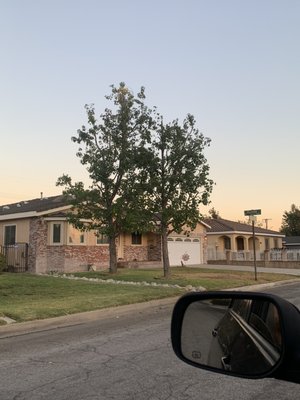 Recently pruned California live oak in a Pasadena front yard